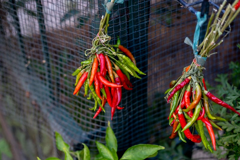 Full feast spread with multiple dishes on the table
